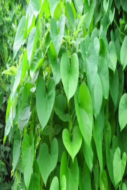 गुर्जो रोप्ने अभियान सुरु   